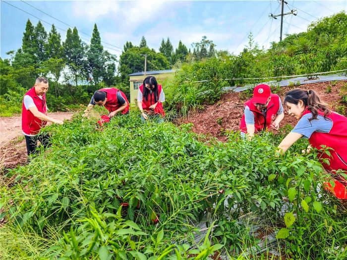 志愿者帮忙采收辣椒。
