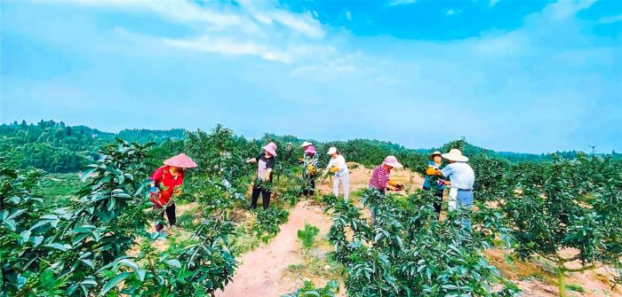 村民正在给花椒树修枝。
