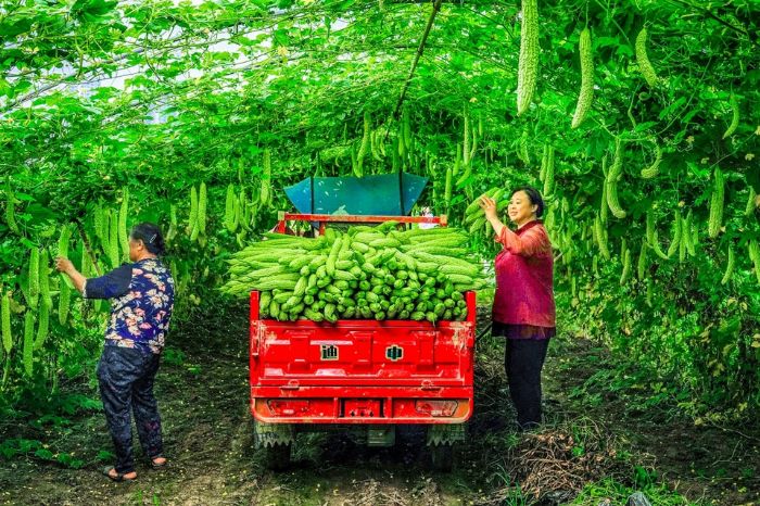 桂林蔬菜基地的苦瓜丰收。特约摄影 莫春霞
