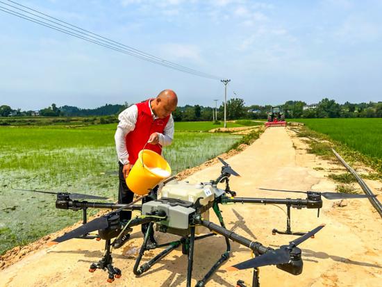 陈伟使用无人机喷洒农药。