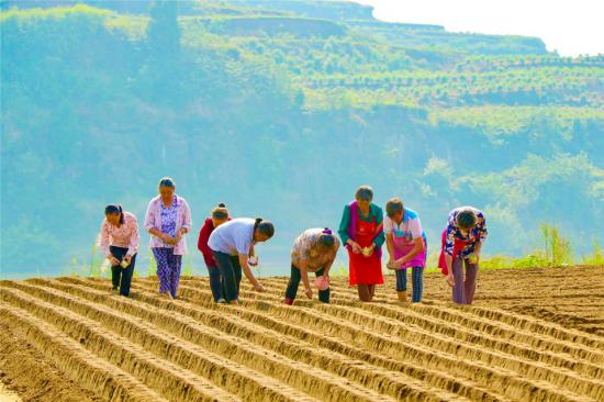 村民播种萝卜种子。