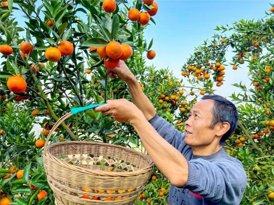 果農在基地采摘柑橘。