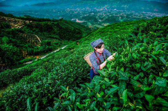 江津猫山茶叶种植基地。