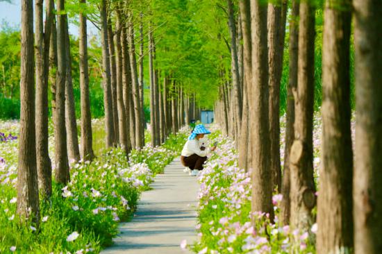 大佛寺湿地公园绿道鲜花盛开。