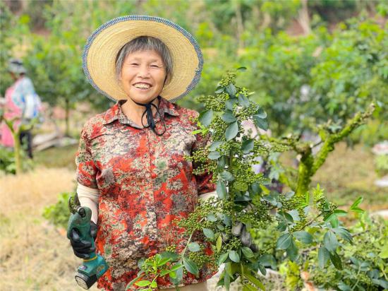 龙形镇高楼村花椒基地丰收。